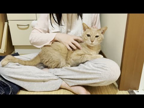甘えてるところ見られるのはプライドが許さない猫(YouTube)