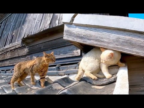 屋根の上の決闘(YouTube)