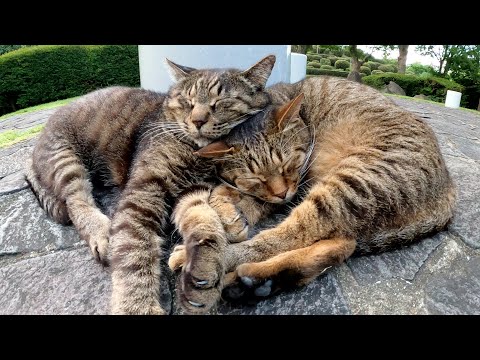 仲良しキジトラ猫コンビがピタリとくっついてハートマークができる(YouTube)