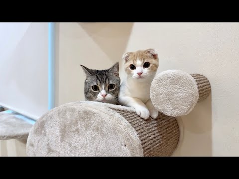 ごはんの準備をしてたら寝ていた猫たちがこうなってましたwww(YouTube)