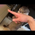 冷蔵庫を開け、イタズラしたはずのカワウソが…消えた！？ otter that prank me into open the refrigerator has disappeared!(YouTube)