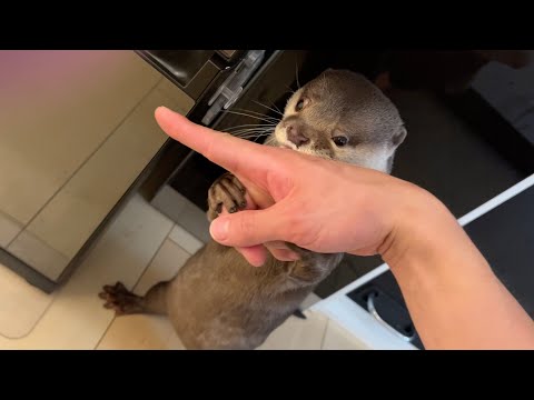 冷蔵庫を開け、イタズラしたはずのカワウソが…消えた！？ otter that prank me into open the refrigerator has disappeared!(YouTube)