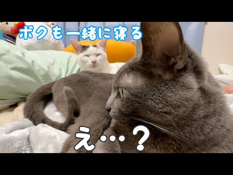 寝る時間もハムちゃんにベッタリなチロさん(YouTube)