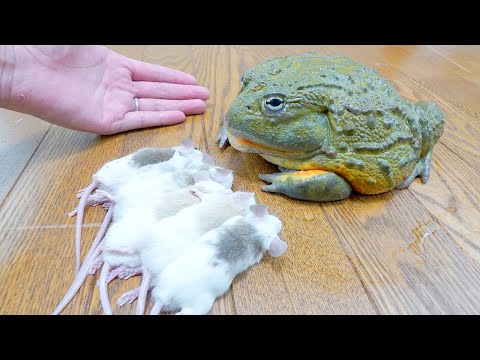 ネズミを一飲みにしていく巨大ウシガエル(YouTube)