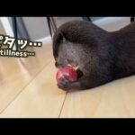 好物よりも、好物を探すための習性だけで満足してしまうまさかすぎるカワウソ otter satisfied with the habit of searching for what he likes(YouTube)