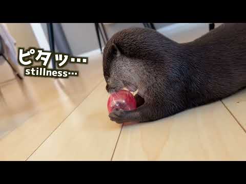 好物よりも、好物を探すための習性だけで満足してしまうまさかすぎるカワウソ otter satisfied with the habit of searching for what he likes(YouTube)