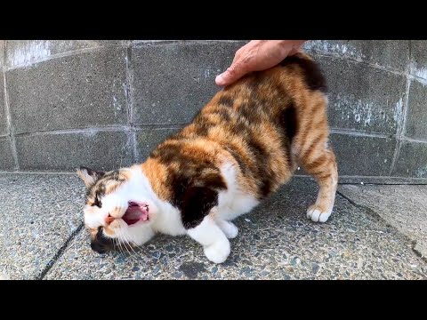 フェリー乗り場の前にいた三毛猫ちゃんをナデナデすると喜んでゴロンゴロン転がってカワイイ(YouTube)