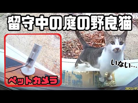 4日間家を留守にしたら住み着いた地域猫がずっと待っててくれました(YouTube)