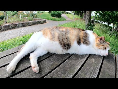 丸々と太った三毛猫とアメショー柄のキジトラ猫が公園のベンチでくつろぐ(YouTube)
