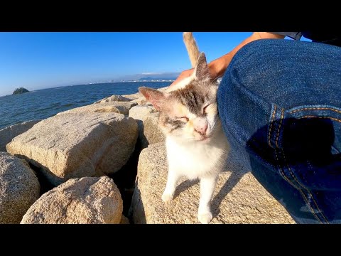 防波堤に行くと猫が岩の隙間からモフられに出てきた(YouTube)