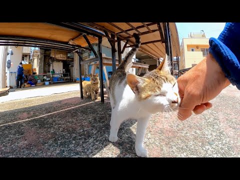 漁協前のテーブルに集まっていた猫、近づくとモフられにきた(YouTube)