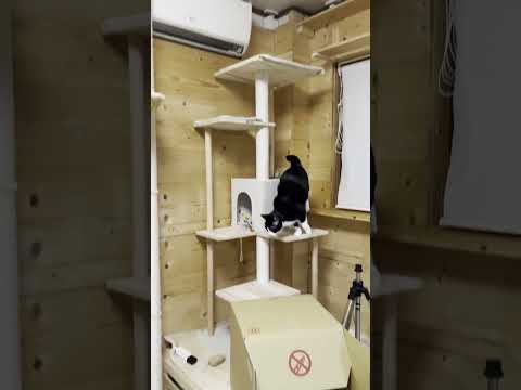 「今から行くよ～ン」の猫の「ナ~ン」(YouTube)