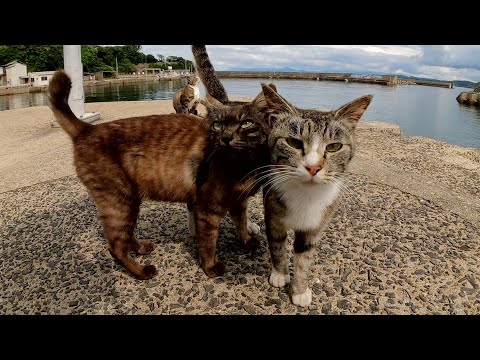 漁港へ行くと、頭をゴツンとぶつけ合う仲良し猫トリオが甘えてきた(YouTube)