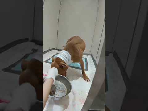 ソフィちゃん明日お迎えに行きます(YouTube)