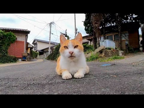 【今週の感動猫動画】今週撮った短い未公開動画まとめて公開-unreleased video of this week-2023/6/2w(YouTube)