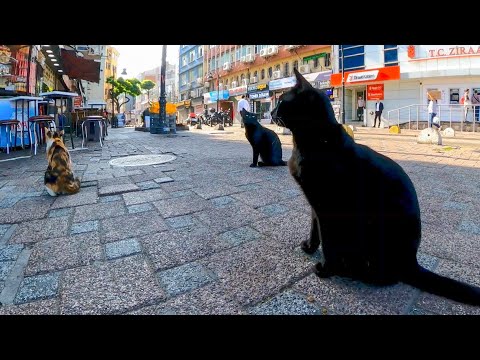 街の猫たち「おーいオヤジ。朝メシにしてくれニャン」カフェ店主「ほらよ!」(YouTube)