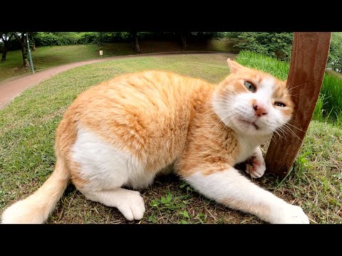 太った茶シロ猫がポールダンスに挑戦する！？(YouTube)