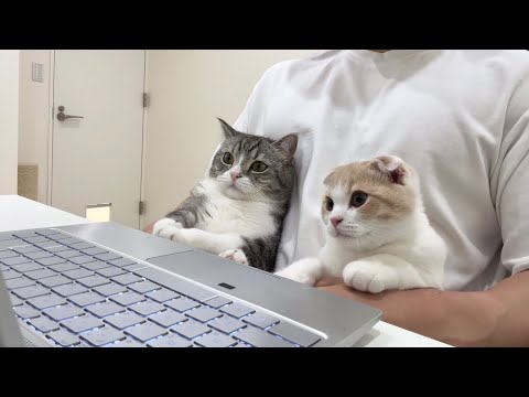 オンラインミーティングに乱入して捕まった猫たちがかわいすぎた…(YouTube)
