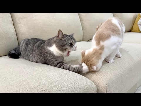 初めて本気で兄弟ゲンカしてしまった猫たちがこうなっちゃいました…(YouTube)