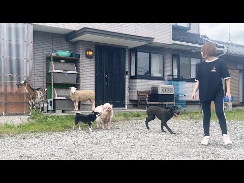 ママが来るとどこにいても集まってくる動物達(YouTube)