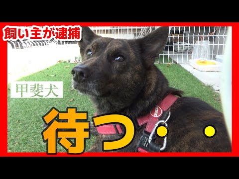 甲斐犬は飼い主の帰りをいつまで待っているのか(YouTube)