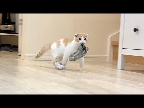 脱いだ靴下は全部泥棒していく子猫がかわいすぎましたwww(YouTube)