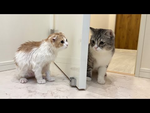 お風呂に入って姿が変わった弟を見た兄猫がまさかのこうなっちゃいました…(YouTube)