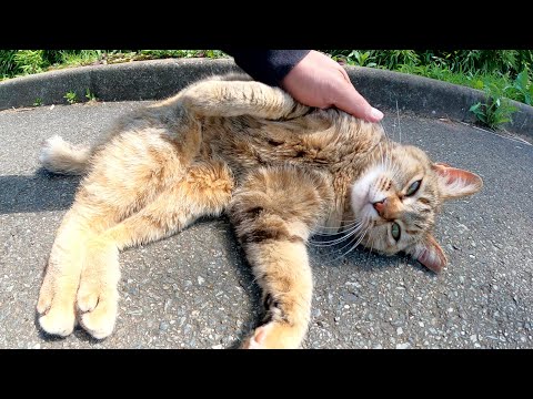 ムギワラ猫をモフるとコロンコロンと転がって喜んでくれた(YouTube)