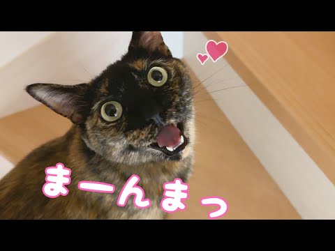 久々なサビ猫モモちゃんの「まーんまっ」が可愛いの極みです！！(YouTube)