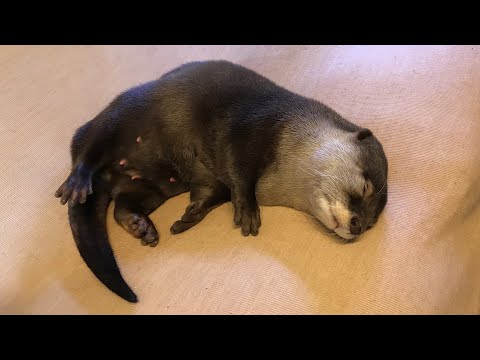 赤ちゃんになってしまったカワウソと猫 Otter and cat as a baby(YouTube)