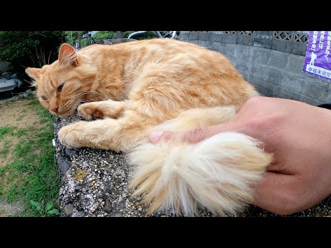 夏毛仕様の長毛茶トラ猫ちゃんが堤防の上でリラックスする(YouTube)