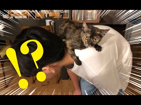 【猫動画】乗り上げてもにゃんこ〜にゃんともパレード〜#猫動画#猫#281(YouTube)