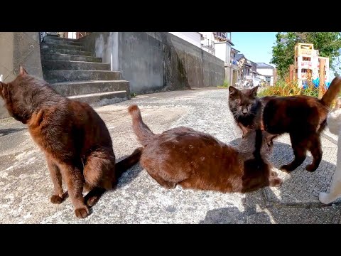猫島の黒猫兄弟、集まってきた(YouTube)