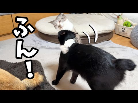 甘えたそうにしてるお姉ちゃん猫に近づいたら投げられちゃいました笑(YouTube)