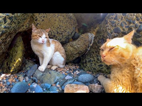 防波堤で大声で怒鳴り合う猫たち(YouTube)