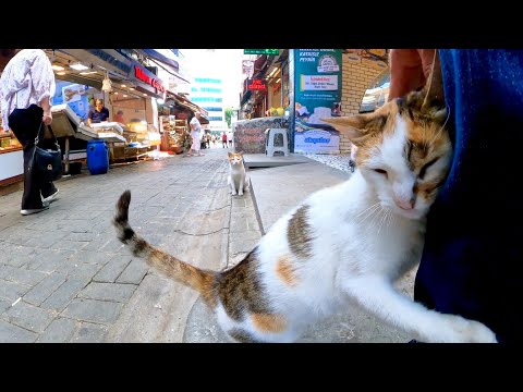 市場で出会った三毛猫ちゃんは脚にしがみついてきてカワイイ(YouTube)