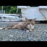 感動猫動画 のライブ配信(YouTube)