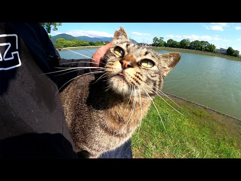 ピュアな瞳のキジトラ猫がひざによじ登って甘えてきた(YouTube)