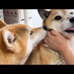 【犬の歯磨き】苦手だったはずだけど終わるとなぜかまだ求めてきます…笑(YouTube)