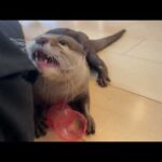 攻撃力が高すぎて逆に効率が悪くなってしまっているカワウソ Otter that are too aggressive and conversely inefficient.(YouTube)