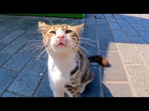 港近くの売店で寝ていた野良猫をナデナデすると懐いてきた(YouTube)