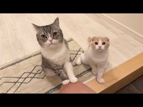 飼い主が２日ぶりに帰ってきたら甘えんぼ猫たちがこうなっちゃいました…(YouTube)