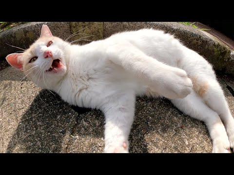モフり方が気に入らないとカミカミキックで抗議してくる猫(YouTube)