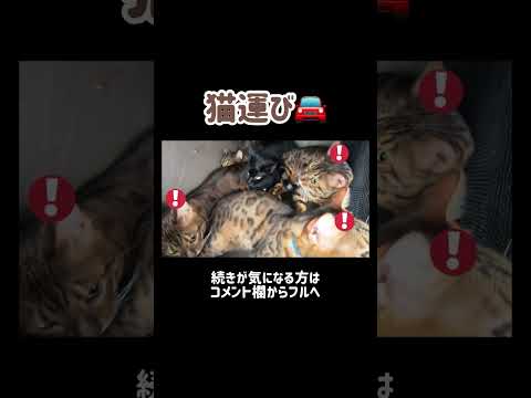 猫6匹&人間2人が車で大移動 #shorts(YouTube)