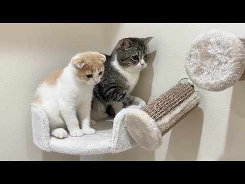 お気に入りのキャットウォークが壊れたら猫たちがこうなっちゃいました…(YouTube)