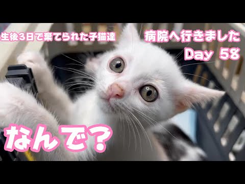 病院🏥へ行きました🚗なんで😱⁉️生後3日で棄てられた子猫達 Day 58(YouTube)