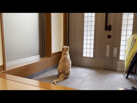 時間をつぶしながら健気に息子の帰りを待つ猫(YouTube)