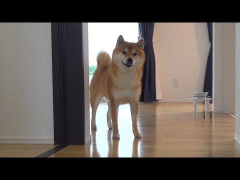 子猫が入ってはいけない場所へ！その時柴犬の親分を呼ぶと・・・。(YouTube)