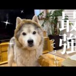 ばあちゃんから物凄く可愛いプレゼントを貰って最強になったシベリアンハスキー(YouTube)