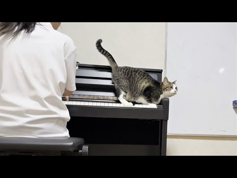 怒られたら言い訳をしながらお父さんの方へ避難する猫(YouTube)